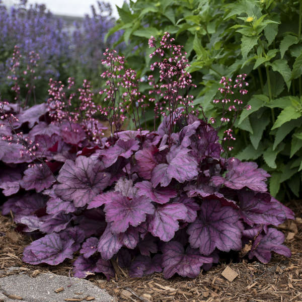 Primo® 'Wild Rose' Coral Bells (Heuchera)