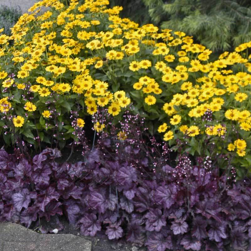 Primo® 'Wild Rose' Coral Bells (Heuchera) - Image 3
