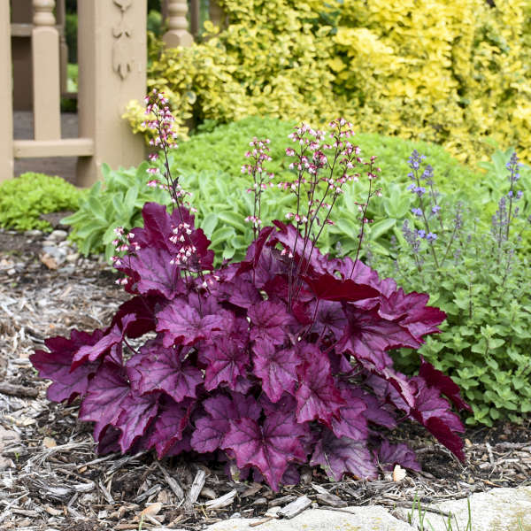 Primo® 'Wild Rose' Coral Bells (Heuchera) - Image 4