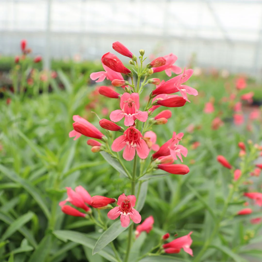 'Pristine Scarlet' Beardtongue