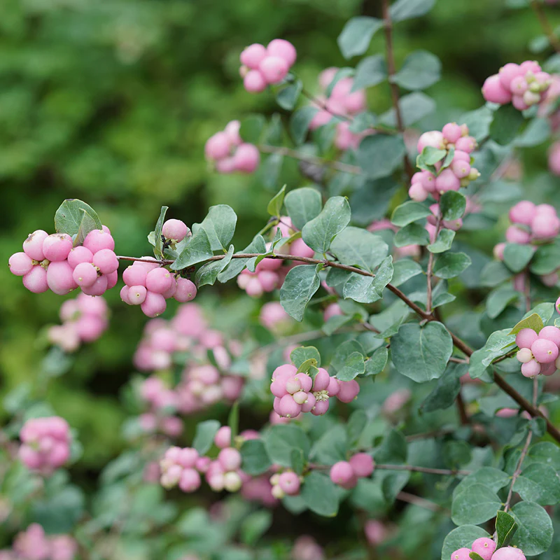 Proud Berry® Coralberry (Symphoricarpos)