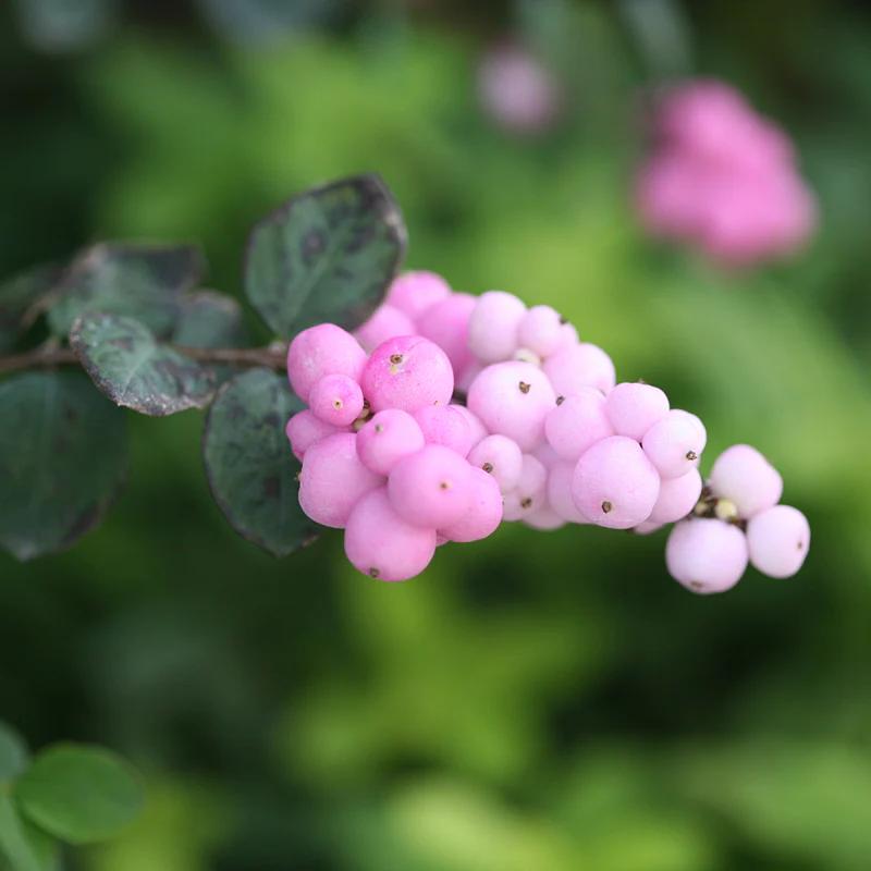 Proud Berry® Coralberry (Symphoricarpos) - Image 2