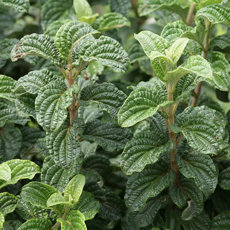 Pucker Up® Red-Twig Dogwood