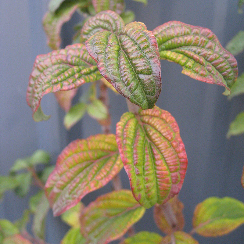 Pucker Up® Red-Twig Dogwood - Image 4
