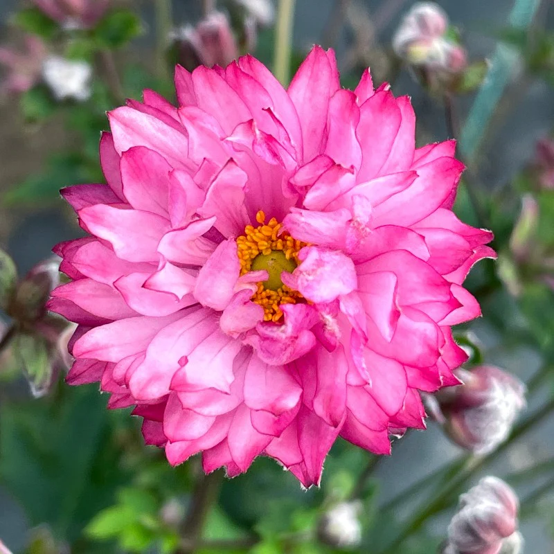 'Puff® 'Pink' Japanese Anemone - Image 4