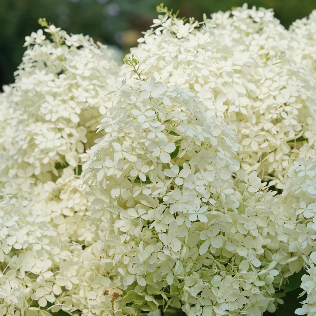 Puffer Fish® Panicle Hydrangea - Image 2