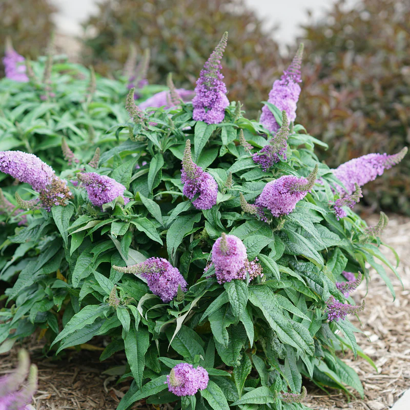 Pugster Amethyst® Butterfly Bush (Buddleia) - Image 5