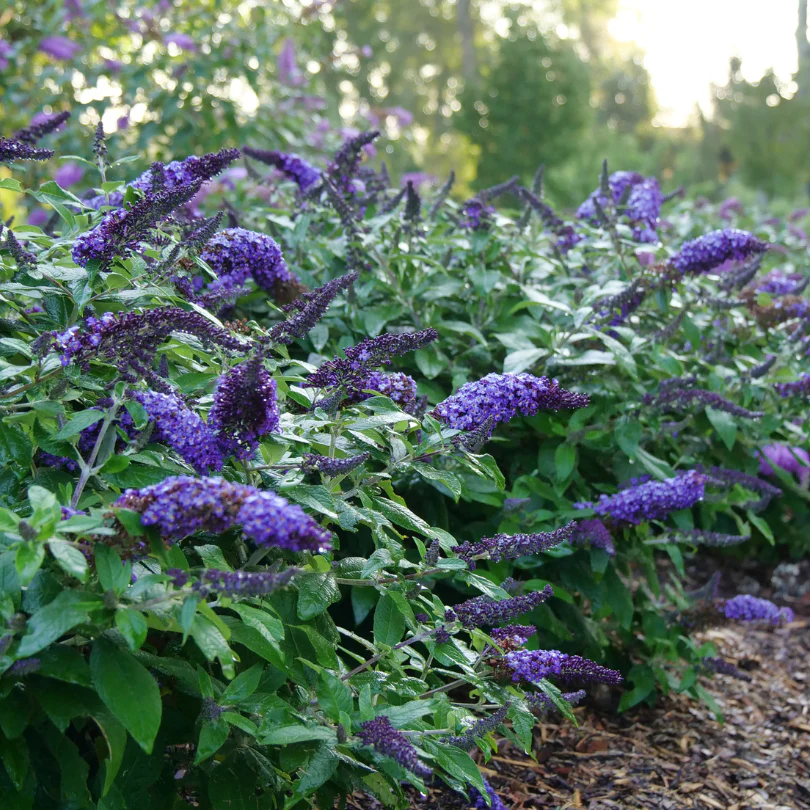 Pugster Blue® Butterfly Bush (Buddleia)