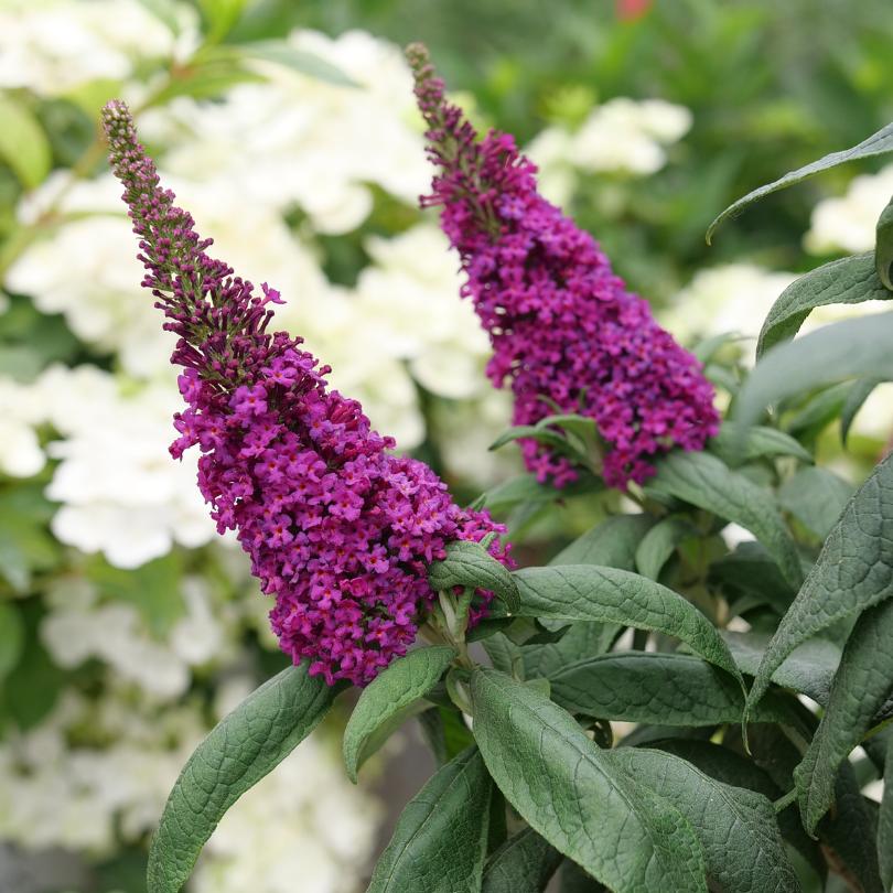 Pugster Pico Punch™ Butterfly Bush (Buddleia)