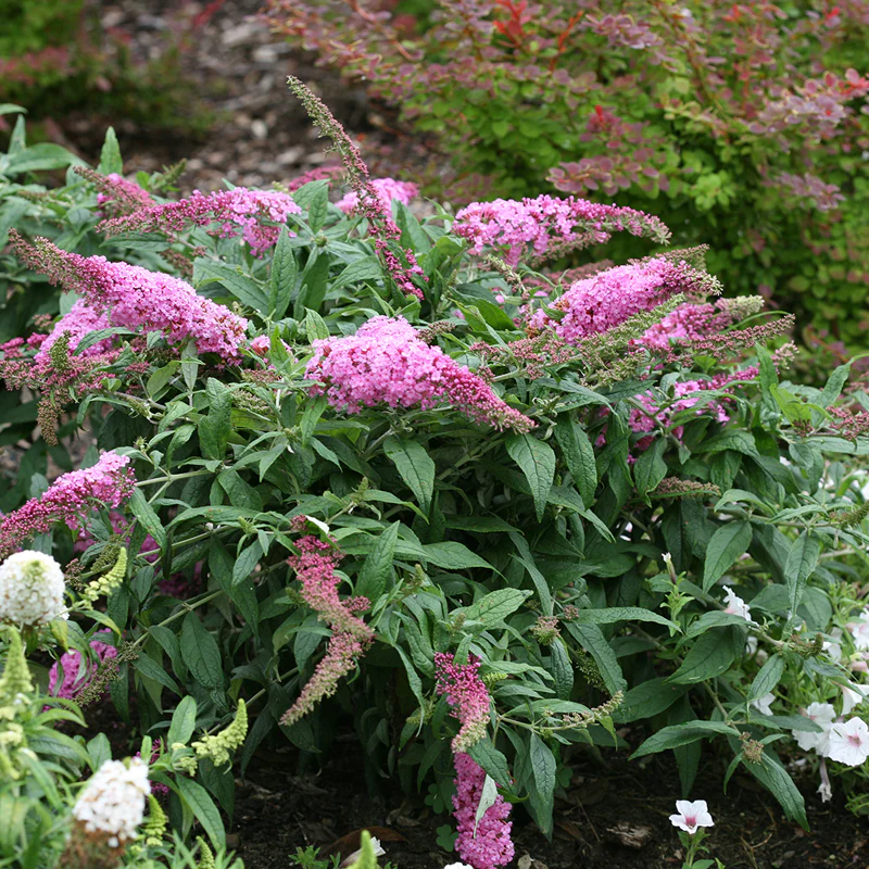 Pugster Pinker™ Butterfly Bush (Buddleia) - Image 3
