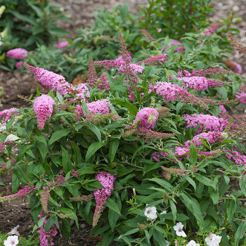 Pugster Pinker™ Butterfly Bush (Buddleia) - Image 4