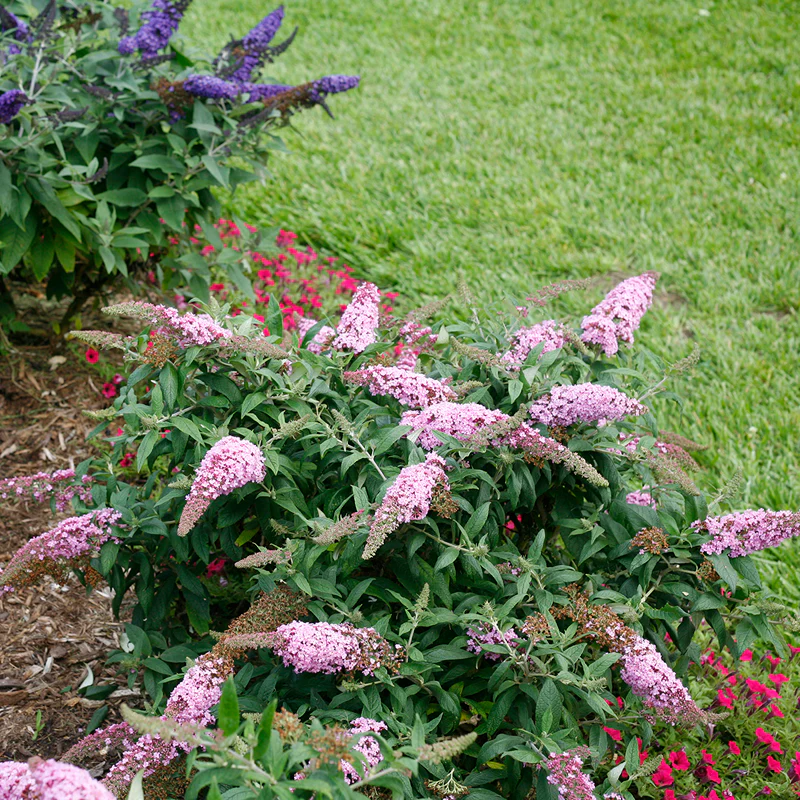 Pugster Pinker™ Butterfly Bush (Buddleia) - Image 6