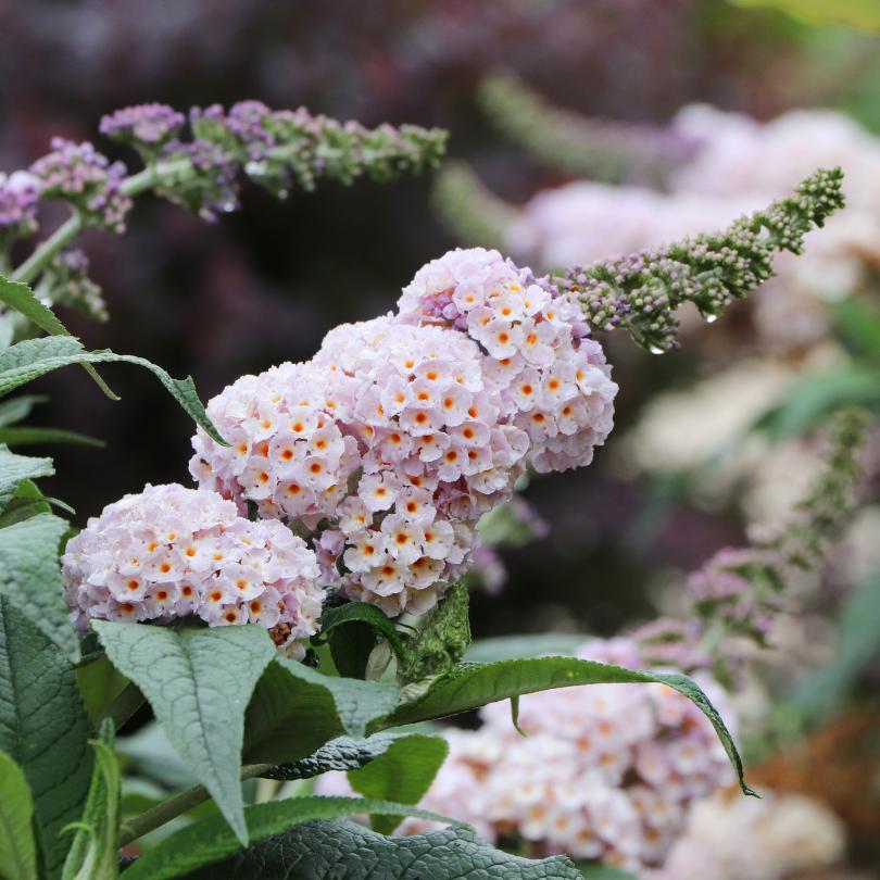Pugster Sorbet™ Butterfly Bush (Buddleia) - Image 3