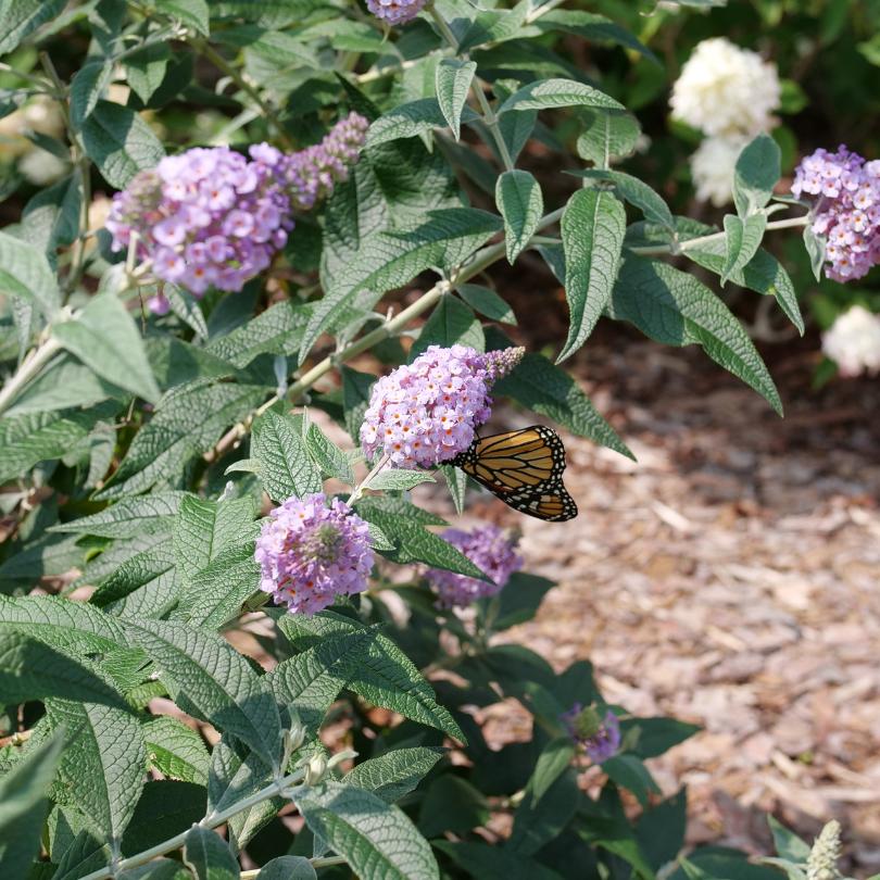 Pugster Sorbet™ Butterfly Bush (Buddleia) - Image 4