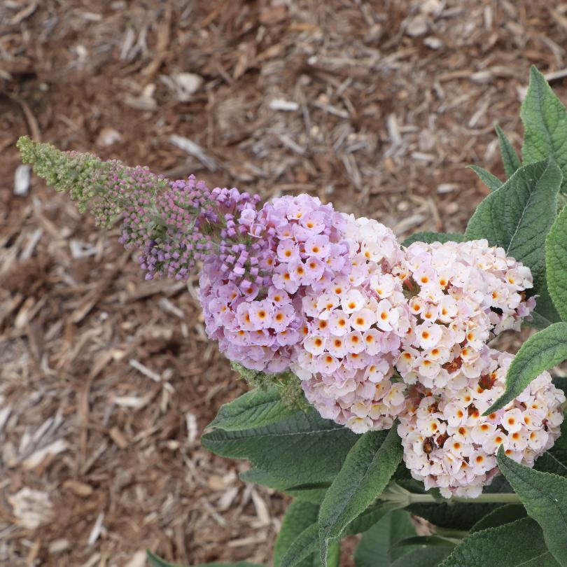 Pugster Sorbet™ Butterfly Bush (Buddleia) - Image 5