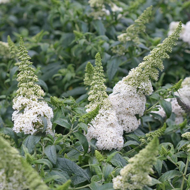 Pugster White® Butterfly Bush (Buddleia) - Image 2