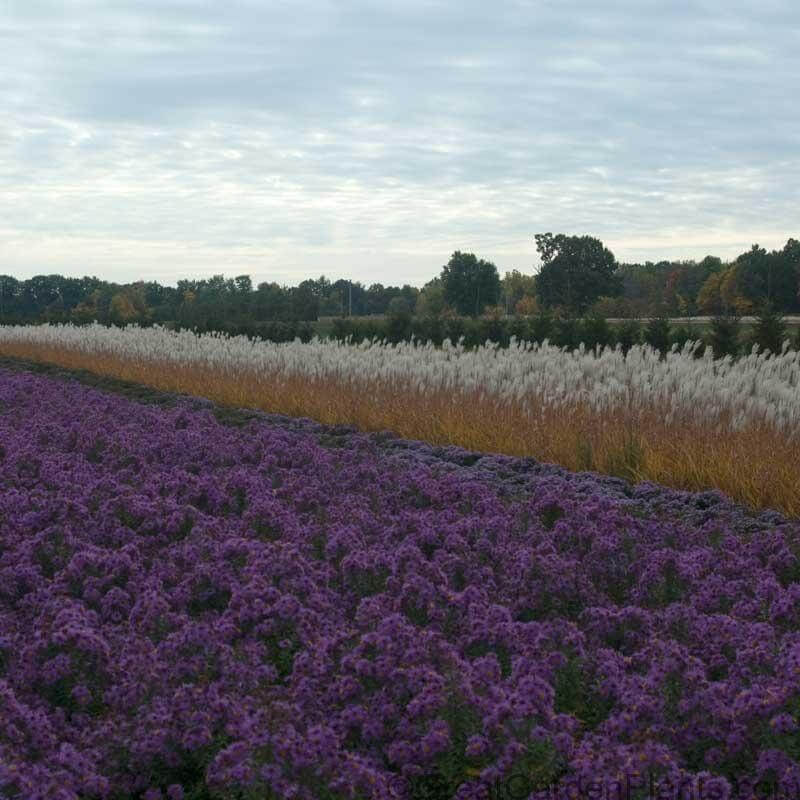 Purple Eulalia - Image 3