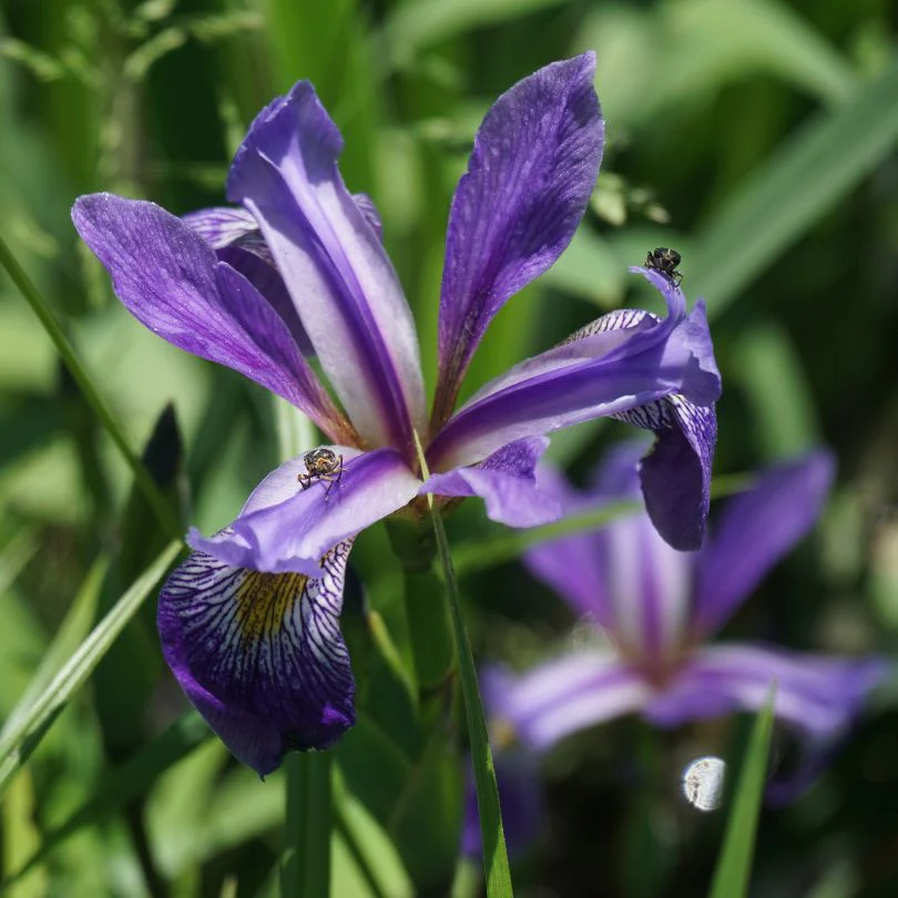 'Purple Flame' Blue Flag Iris
