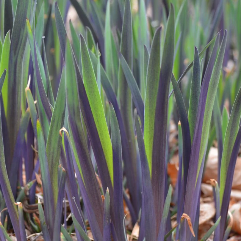 'Purple Flame' Blue Flag Iris - Image 2