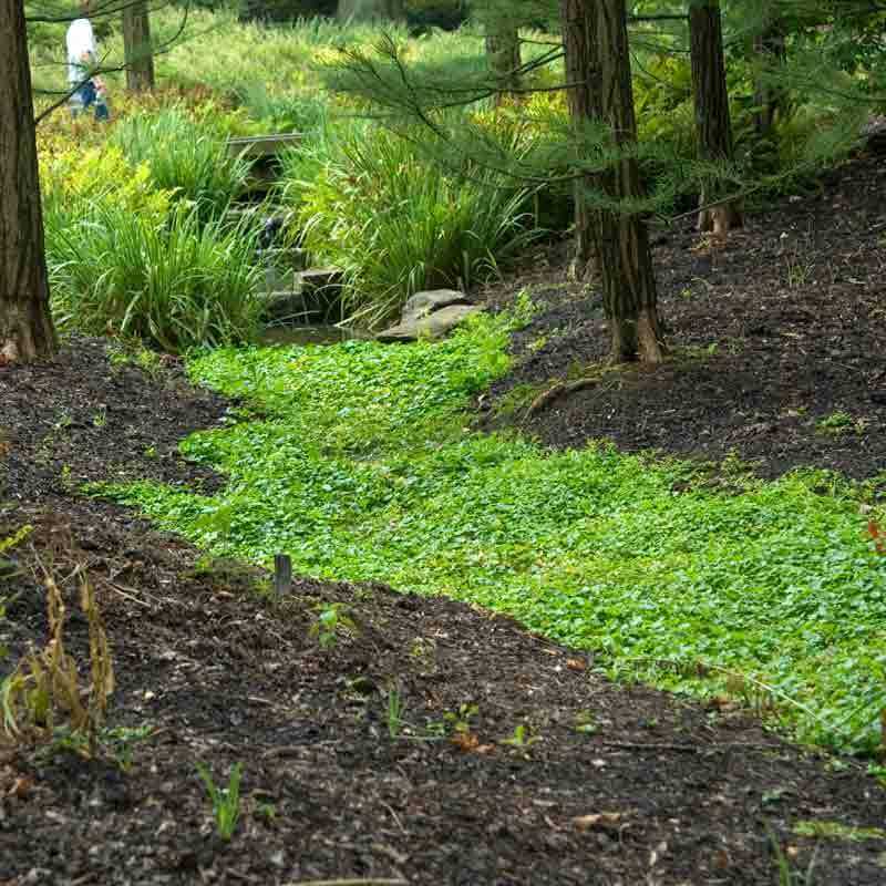Purple Mazus - Image 6