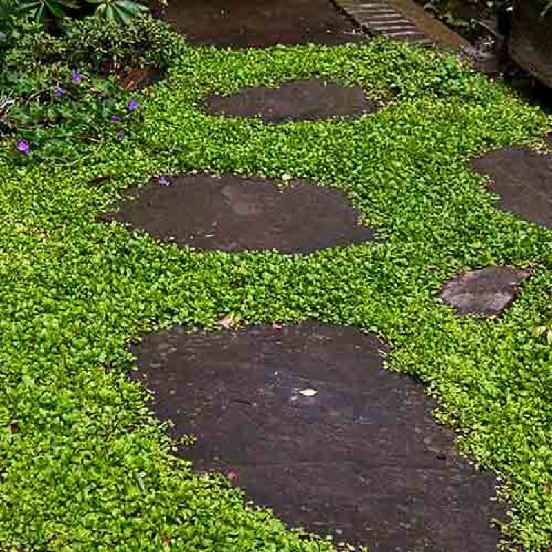 Purple Mazus - Image 7