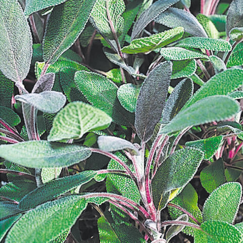 Purple Sage