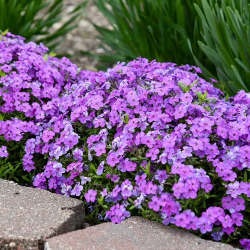 'Purple Sprite' Hybrid Spring Phlox