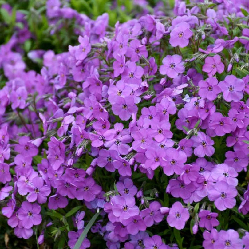 'Purple Sprite' Hybrid Spring Phlox - Image 2