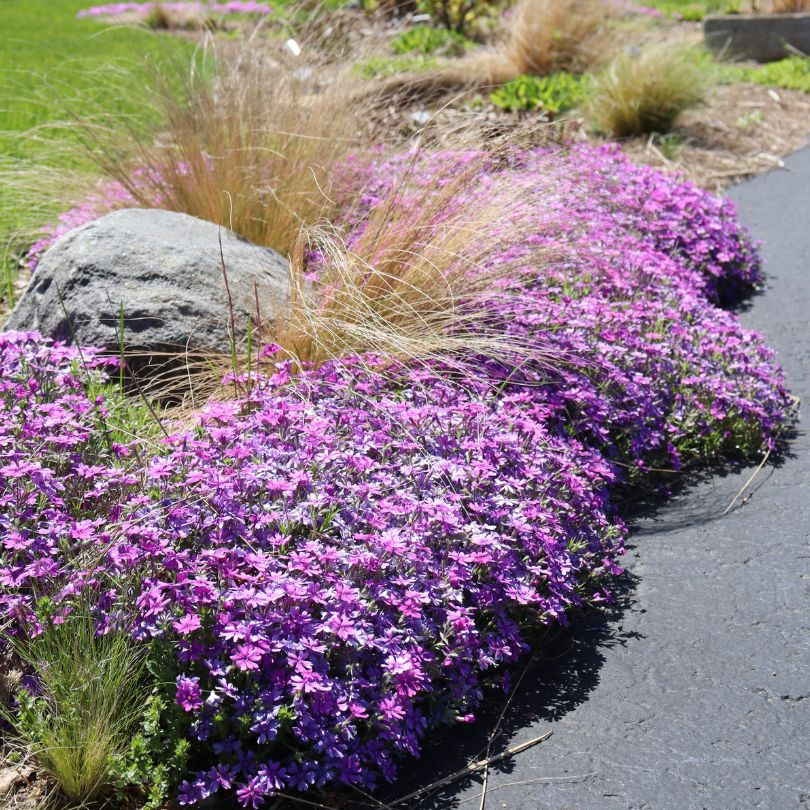 'Purple Sprite' Hybrid Spring Phlox - Image 3