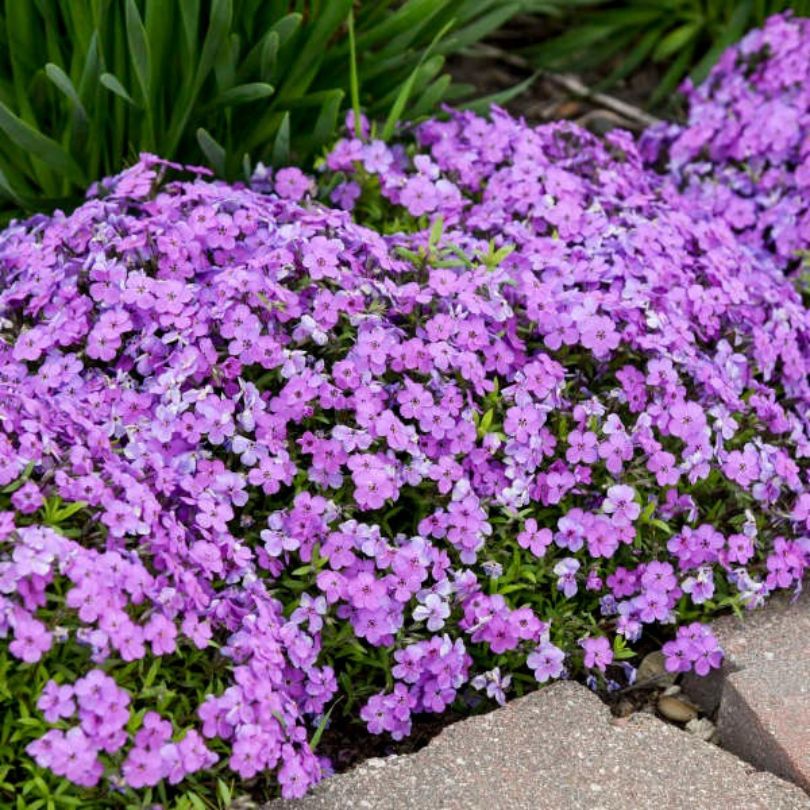 'Purple Sprite' Hybrid Spring Phlox - Image 5