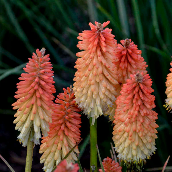 Pyromania® 'Hot and Cold' Red Hot Poker (Kniphofia) - Image 2