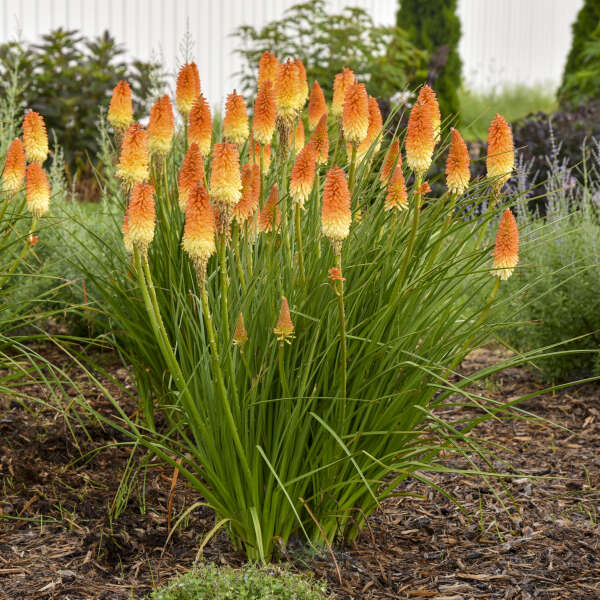Pyromania® 'Hot and Cold' Red Hot Poker (Kniphofia) - Image 3