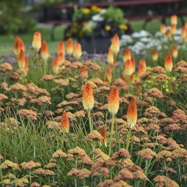 Pyromania® 'Hot and Cold' Red Hot Poker (Kniphofia) - Image 4