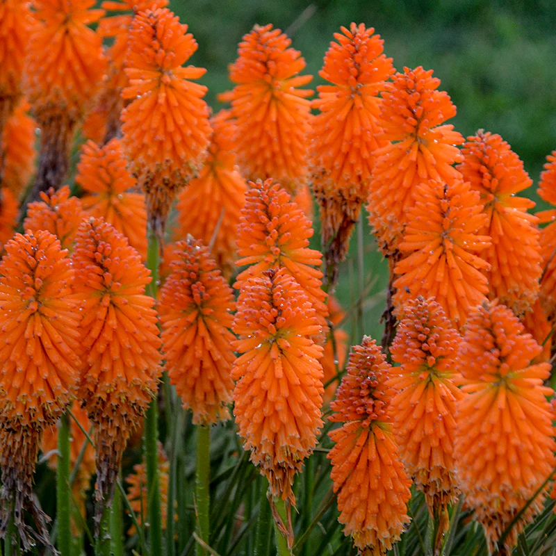 Pyromania™ 'Orange Blaze' Red Hot Poker (Kniphofia)