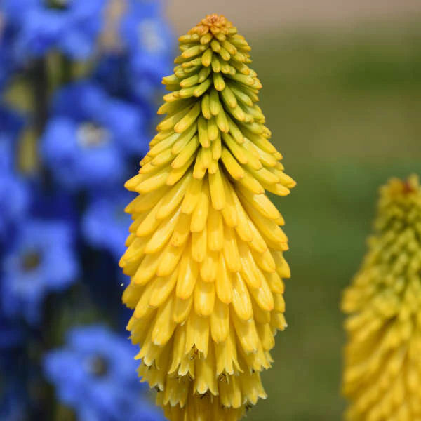 Pyromania™ 'Solar Flare' Red Hot Poker (Kniphofia) - Image 3