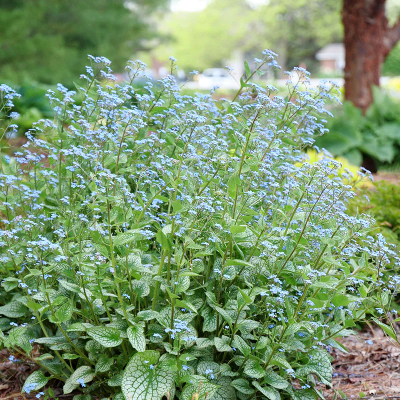'Queen of Hearts' Siberian Bugloss (Brunnera)