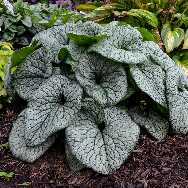 'Queen of Hearts' Siberian Bugloss (Brunnera) - Image 2