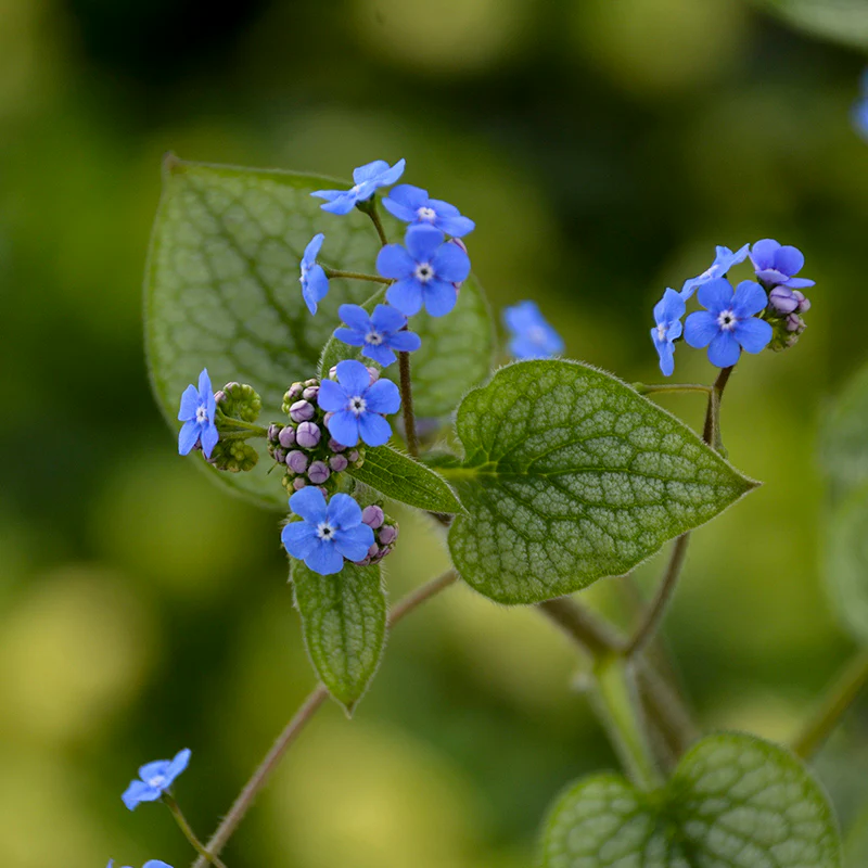 'Queen of Hearts' Siberian Bugloss (Brunnera) - Image 3