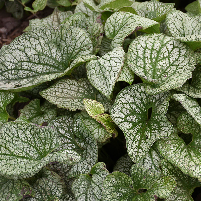'Queen of Hearts' Siberian Bugloss (Brunnera) - Image 4