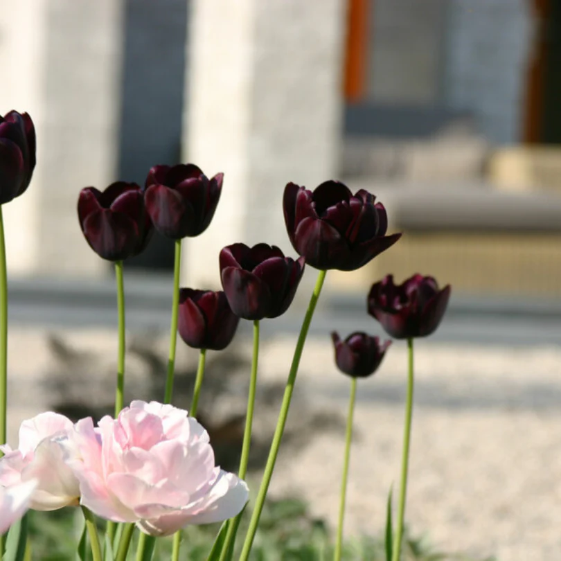 'Queen of Night' Tulip - Image 6