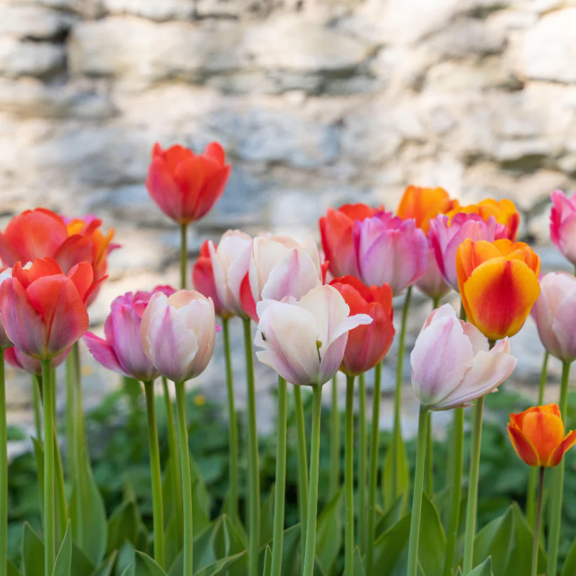 Rainbow Mix Tulips - Image 2