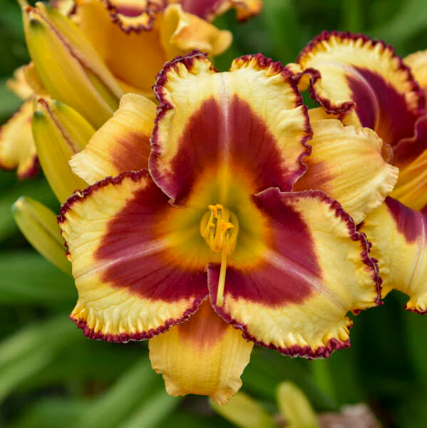 Rainbow Rhythm® 'Blazing Glory' Daylily (Hemerocallis)