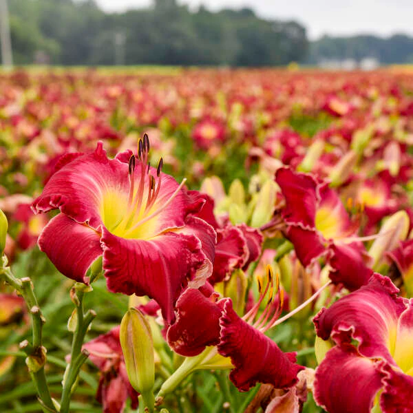 Rainbow Rhythm® 'Blood Sweat And Tears' Daylily (Hemerocallis)