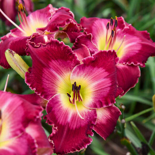 Rainbow Rhythm® 'Blood Sweat And Tears' Daylily (Hemerocallis) - Image 2