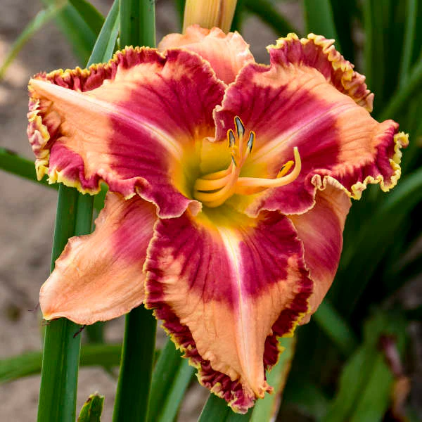 Rainbow Rhythm® 'Lake of Fire' Daylily (Hemerocallis)