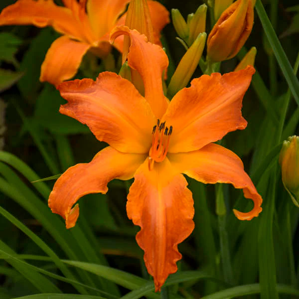 Rainbow Rhythm® 'Primal Scream' Daylily (Hemerocallis)