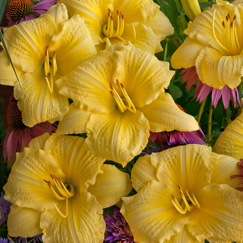 Rainbow Rhythm® 'Going Bananas' Daylily (Hemerocallis)