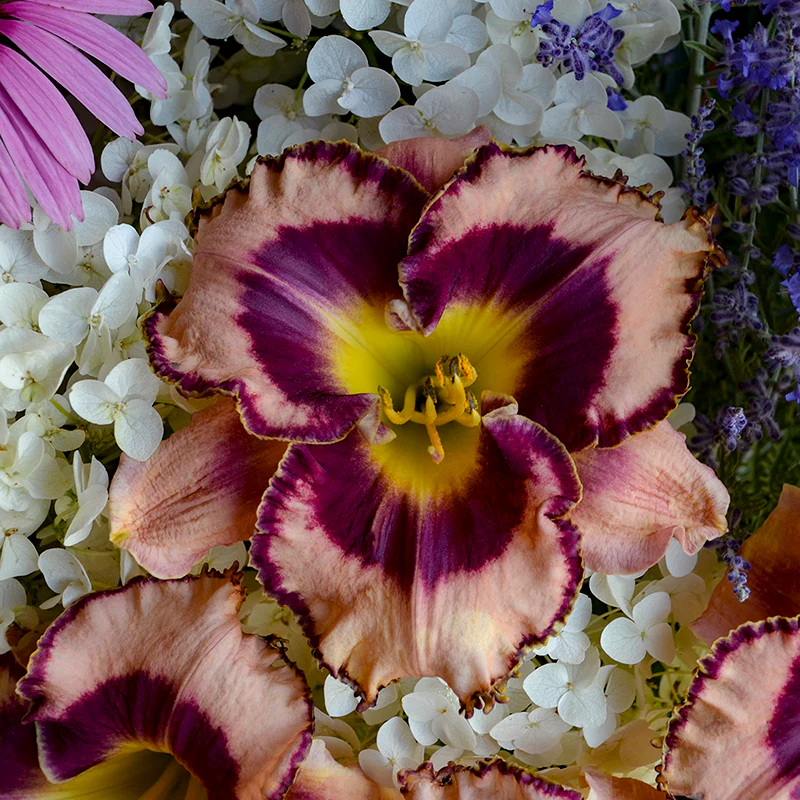 Rainbow Rhythm® 'Sound of my Heart' Daylily (Hemerocallis) - Image 4