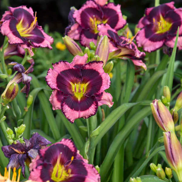 Rainbow Rhythm® 'Storm Shelter' Daylily (Hemerocallis)