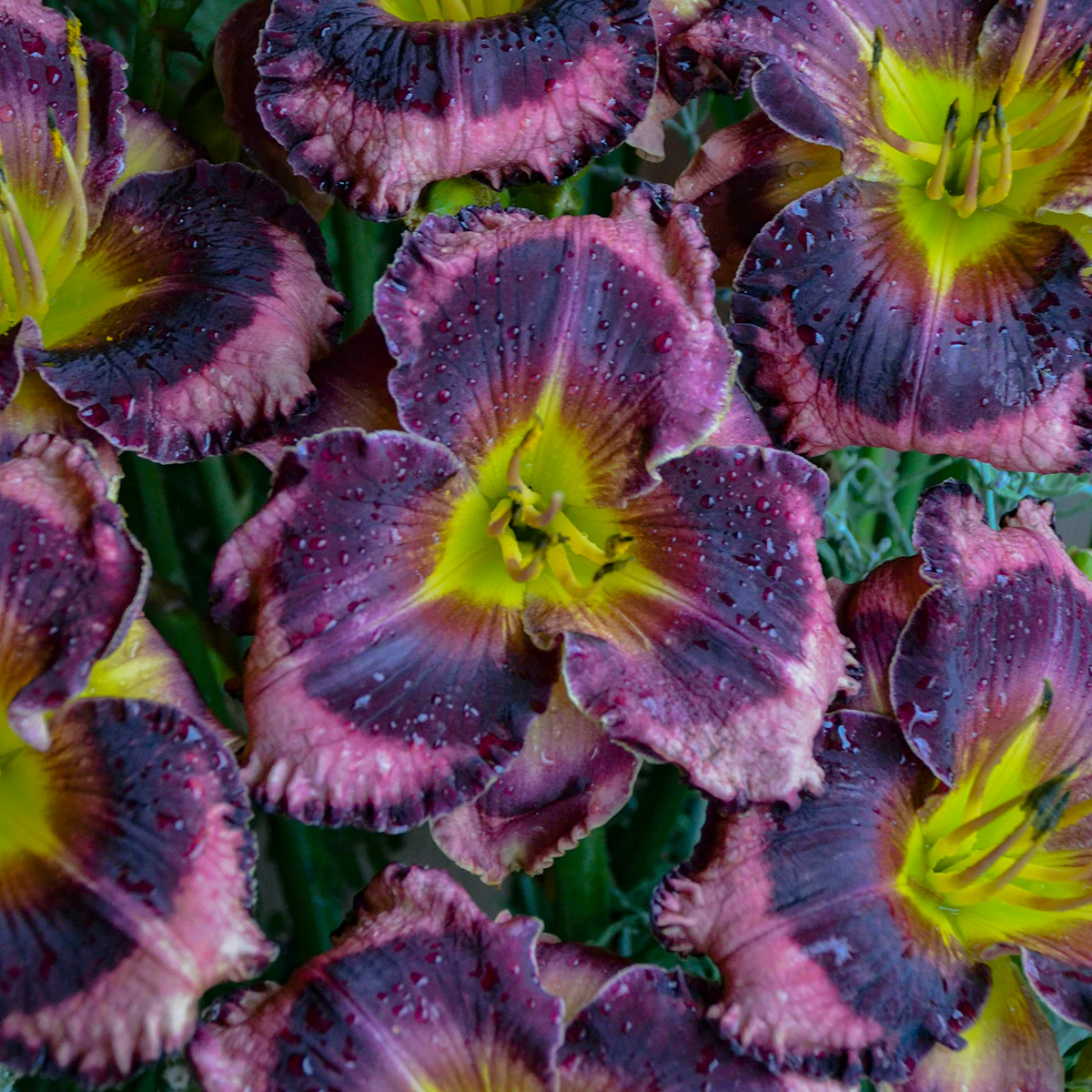 Rainbow Rhythm® 'Storm Shelter' Daylily (Hemerocallis) - Image 3